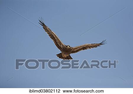 "Steppe Eagle (Aquila nipalensis) in flight, Oman, Asia" View Large Photo Image Stock Image - "Steppe Eagle (Aquila nipalensis) in flight, Oman, Asia". Fotosearch