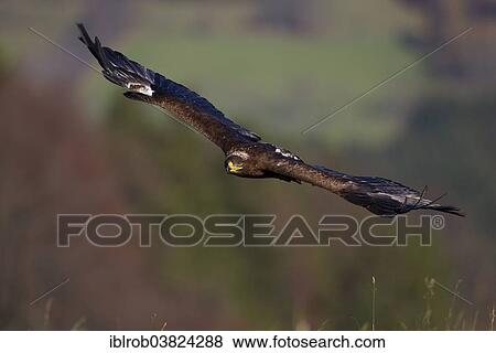 "Steppe Eagle (Aquila nipalensis) in flight, falconry bird" View Large Photo Image Stock Photo - "Steppe Eagle (Aquila nipalensis) in flight, falconry bird". Fotosearch