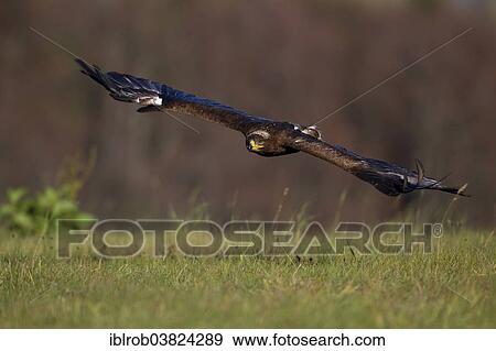 "Steppe Eagle (Aquila nipalensis) in flight, falconry bird" View Large Photo Image Stock Photo - "Steppe Eagle (Aquila nipalensis) in flight, falconry bird". Fotosearch