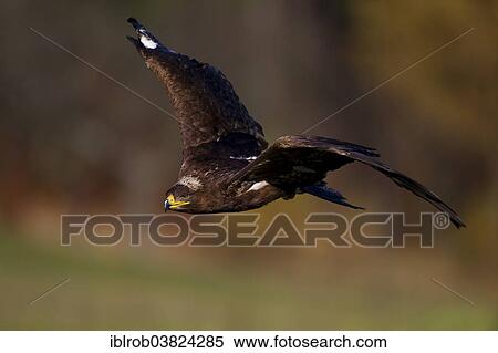 "Steppe Eagle (Aquila nipalensis) in flight, falconry bird" View Large Photo Image Stock Photography - "Steppe Eagle (Aquila nipalensis) in flight, falconry bird". Fotosearch