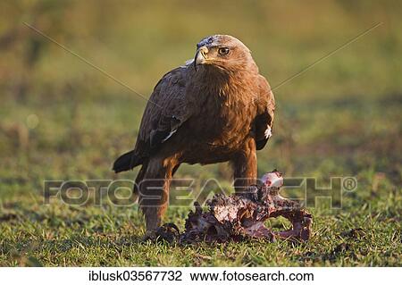 "Steppe Eagle (Aquila nipalensis) on kill, Kenya, Africa" View Large Photo Image Stock Image - "Steppe Eagle (Aquila nipalensis) on kill, Kenya, Africa". Fotosearch