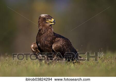 Picture - "Steppe Eagle (Aquila nipalensis), falconry bird". Fotosearch