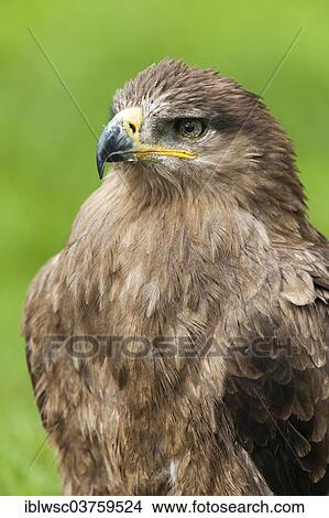 "Steppe Eagle (Aquila nipalensis), portrait, captive, Saarland, Germany, Europe" View Large Photo Image Picture - "Steppe Eagle (Aquila nipalensis), portrait, captive, Saarland, Germany, Europe". Fotosearch