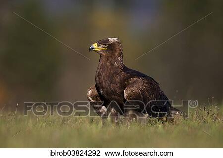 Stock Image - "Steppe Eagle (Aquila nipalensis), falconry bird". Fotosearch