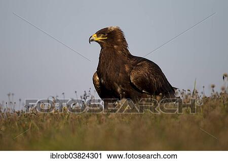 Stock Image - "Steppe Eagle (Aquila nipalensis), falconry bird". Fotosearch