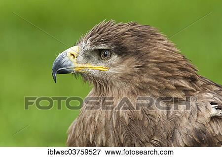 "Steppe Eagle (Aquila nipalensis), portrait, captive, Saarland, Germany, Europe" View Large Photo Image Stock Photo - "Steppe Eagle (Aquila nipalensis), portrait, captive, Saarland, Germany, Europe". Fotosearch