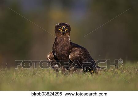 "Steppe Eagle (Aquila nipalensis), falconry bird" View Large Photo Image Stock Photography - "Steppe Eagle (Aquila nipalensis), falconry bird". Fotosearch