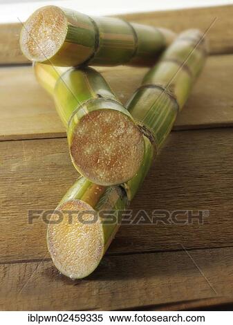 "Sticks of raw sugar cane, cut" View Large Photo Image Stock Photography - "Sticks of raw sugar cane, cut". Fotosearch