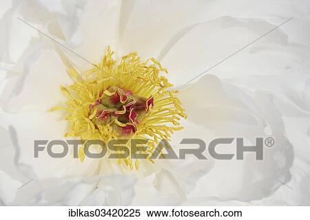"Stigma and germinating pollen, Chinese Peony (Paeonia lactiflora), """"Zu Zu"""" variety" View Large Photo Image Stock Photography - "Stigma and germinating pollen, Chinese Peony (Paeonia lactiflora), """"Zu Zu"""" variety". Fotosearch