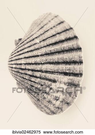 Still life of sea shell View Large Photo Image Stock Photography - Still life of sea shell. Fotosearch