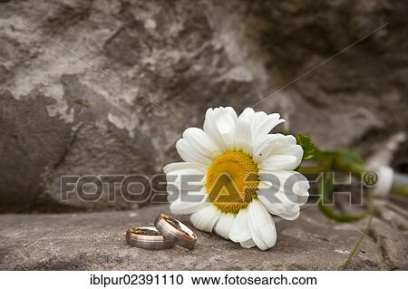 Still life with wedding rings and a daisy View Large Photo Image Stock Image - Still life with wedding rings and a daisy. Fotosearch