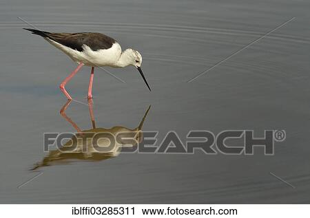 Stock Image - "Stilt, Black-winged Stilt or Pied Stilt (Himantopus himantopus) foraging for food, Natural Park of S'Albufera, Majorca, Balearic Islands, Spain, Europe". Fotosearch