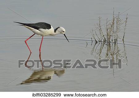Stock Photo - "Stilt, Black-winged Stilt or Pied Stilt (Himantopus himantopus) foraging for food, Parc natural de sâ€™Albufera, Majorca, Balearic Islands, Spain, Europe". Fotosearch