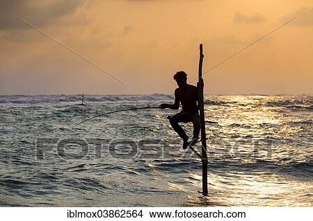 "Stilt fisherman fishing in shallow water, at dusk, at Galle, Pettigalawatta region, Southern Province, Sri Lanka, Asia" View Large Photo Image Picture - "Stilt fisherman fishing in shallow water, at dusk, at Galle, Pettigalawatta region, Southern Province, Sri Lanka, Asia". Fotosearch