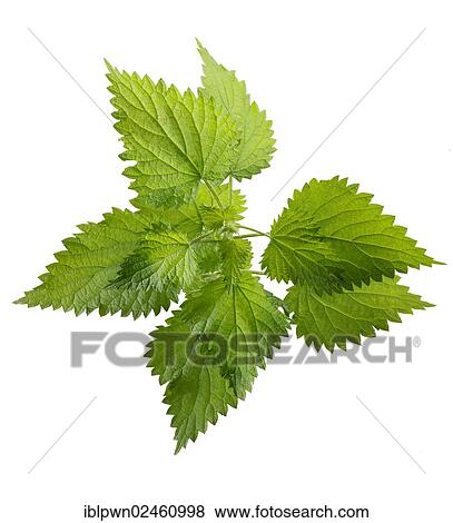 Stinging nettle leaves View Large Photo Image Stock Photo - Stinging nettle leaves. Fotosearch
