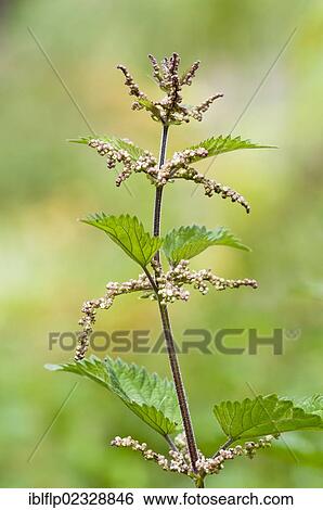 "Stinging Nettle (Urtica dioica) flowering, Downe Bank Nature Reserve, North Downs, Kent, England, United Kingdom, Europe" View Large Photo Image Stock Photograph - "Stinging Nettle (Urtica dioica) flowering, Downe Bank Nature Reserve, North Downs, Kent, England, United Kingdom, Europe". Fotosearch