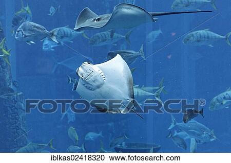 Stock Image - Stingrays in a gigantic aquarium, underwater world of the Ambassador Lagoon, Atlantis Hotel, The Palm Jumeirah, Dubai, United Arab Emirates, Middle East, Asia. Fotosearch