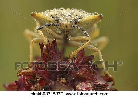 "Stink Bug (Carpocoris fuscispinus), Hesse, Germany, Europe" View Large Photo Image Stock Image - "Stink Bug (Carpocoris fuscispinus), Hesse, Germany, Europe". Fotosearch