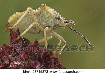 "Stink Bug (Carpocoris fuscispinus), Hesse, Germany, Europe" View Large Photo Image Stock Image - "Stink Bug (Carpocoris fuscispinus), Hesse, Germany, Europe". Fotosearch