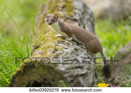 "Stoat (Mustela erminea) in summer coat, captive, Lower Saxony, Germany, Europe" View Large Photo Image Stock Photo - "Stoat (Mustela erminea) in summer coat, captive, Lower Saxony, Germany, Europe". Fotosearch