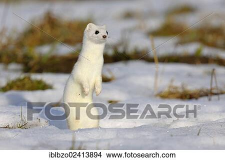 Picture - Stoat or Ermine (Mustela erminea) in its winter coat, standing on its hind legs, looking out for safety, biosphere reserve, Swabian Alb, Baden-Wuerttemberg, Germany, Europe. Fotosearch