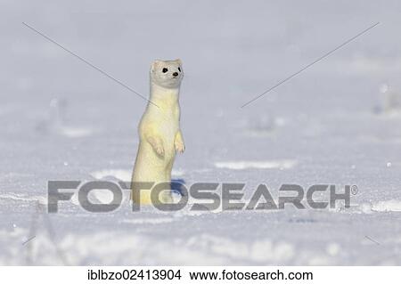 Stoat or Ermine (Mustela erminea) in its winter coat, standing on its hind legs, looking out for safety, biosphere reserve, Swabian Alb, Baden-Wuerttemberg, Germany, Europe View Large Photo Image Picture - Stoat or Ermine (Mustela erminea) in its winter coat, standing on its hind legs, looking out for safety, biosphere reserve, Swabian Alb, Baden-Wuerttemberg, Germany, Europe. Fotosearch