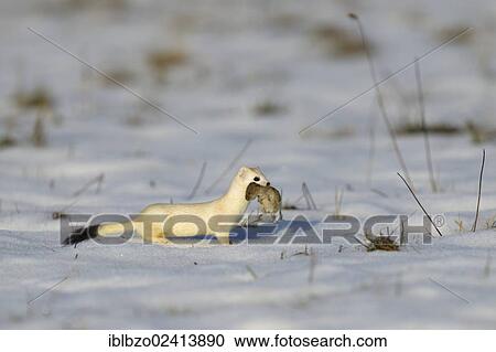 Stoat or Ermine (Mustela erminea) in its winter coat with prey, a Common Vole (Microtus arvalis), biosphere reserve, Swabian Alb, Baden-Wuerttemberg, Germany, Europe View Large Photo Image Stock Image - Stoat or Ermine (Mustela erminea) in its winter coat with prey, a Common Vole (Microtus arvalis), biosphere reserve, Swabian Alb, Baden-Wuerttemberg, Germany, Europe. Fotosearch