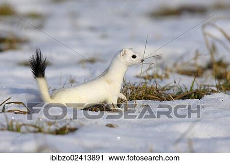 Stoat or Ermine (Mustela erminea) in its winter coat, looking out for safety, biosphere reserve, Swabian Alb, Baden-Wuerttemberg, Germany, Europe View Large Photo Image Stock Image - Stoat or Ermine (Mustela erminea) in its winter coat, looking out for safety, biosphere reserve, Swabian Alb, Baden-Wuerttemberg, Germany, Europe. Fotosearch
