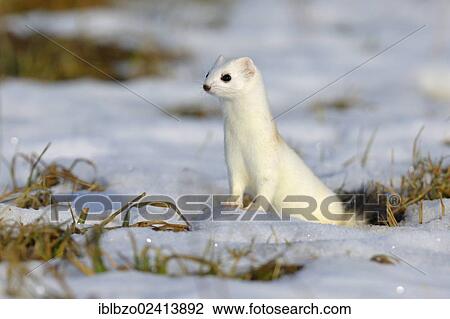 Stoat or Ermine (Mustela erminea) in its winter coat, looking out for safety, biosphere reserve, Swabian Alb, Baden-Wuerttemberg, Germany, Europe View Large Photo Image Stock Image - Stoat or Ermine (Mustela erminea) in its winter coat, looking out for safety, biosphere reserve, Swabian Alb, Baden-Wuerttemberg, Germany, Europe. Fotosearch