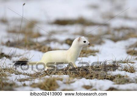 Stoat or Ermine (Mustela erminea) in its winter coat, looking out for safety, biosphere reserve, Swabian Alb, Baden-Wuerttemberg, Germany, Europe View Large Photo Image Stock Image - Stoat or Ermine (Mustela erminea) in its winter coat, looking out for safety, biosphere reserve, Swabian Alb, Baden-Wuerttemberg, Germany, Europe. Fotosearch