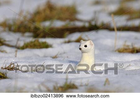 Stoat or Ermine (Mustela erminea) in its winter coat, looking out of its burrow, biosphere reserve, Swabian Alb, Baden-Wuerttemberg, Germany, Europe View Large Photo Image Stock Photograph - Stoat or Ermine (Mustela erminea) in its winter coat, looking out of its burrow, biosphere reserve, Swabian Alb, Baden-Wuerttemberg, Germany, Europe. Fotosearch