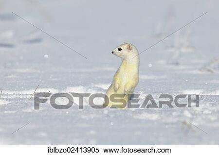Stoat or Ermine (Mustela erminea) in its winter coat, standing on its hind legs, looking out for safety, biosphere reserve, Swabian Alb, Baden-Wuerttemberg, Germany, Europe View Large Photo Image Stock Photography - Stoat or Ermine (Mustela erminea) in its winter coat, standing on its hind legs, looking out for safety, biosphere reserve, Swabian Alb, Baden-Wuerttemberg, Germany, Europe. Fotosearch