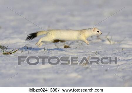 Stoat or Ermine (Mustela erminea) running in its winter coat, biosphere reserve, Swabian Alb, Baden-Wuerttemberg, Germany, Europe View Large Photo Image Stock Photo - Stoat or Ermine (Mustela erminea) running in its winter coat, biosphere reserve, Swabian Alb, Baden-Wuerttemberg, Germany, Europe. Fotosearch