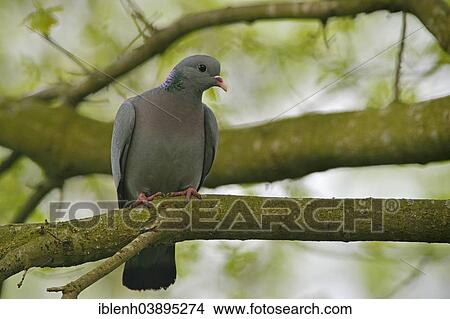 "Stock Pigeon or Stock Dove (Columba oenas), Emsland, Lower Saxony, Germany, Europe" View Large Photo Image Picture - "Stock Pigeon or Stock Dove (Columba oenas), Emsland, Lower Saxony, Germany, Europe". Fotosearch