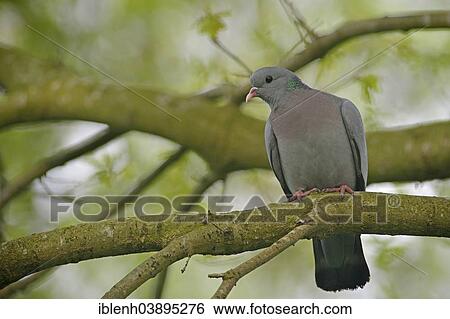 "Stock Pigeon or Stock Dove (Columba oenas), Emsland, Lower Saxony, Germany, Europe" View Large Photo Image Stock Photograph - "Stock Pigeon or Stock Dove (Columba oenas), Emsland, Lower Saxony, Germany, Europe". Fotosearch