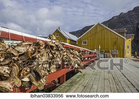 "Stockfish and a warehouse, Nusfjord, Lofoten, Nordland, Norway, Europe" View Large Photo Image Stock Photograph - "Stockfish and a warehouse, Nusfjord, Lofoten, Nordland, Norway, Europe". Fotosearch