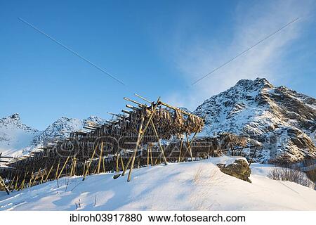 Stock Image - "Stockfish drying in front of mountains, Lofoten, Norway, Europe". Fotosearch