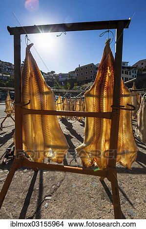 "Stockfish hanging in the sun to dry, Porto de Camara de Lobos, Camara de Lobos, Madeira, Portugal, Europe" View Large Photo Image Picture - "Stockfish hanging in the sun to dry, Porto de Camara de Lobos, Camara de Lobos, Madeira, Portugal, Europe". Fotosearch