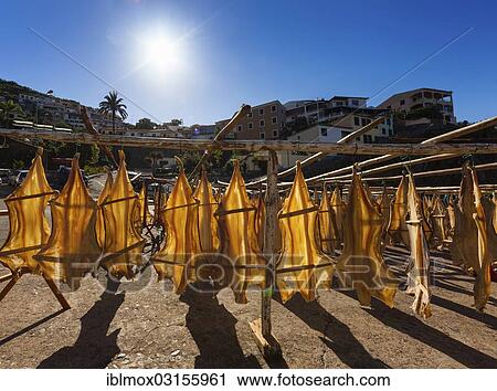 "Stockfish hanging in the sun to dry, Porto de Camara de Lobos, Camara de Lobos, Madeira, Portugal, Europe" View Large Photo Image Stock Image - "Stockfish hanging in the sun to dry, Porto de Camara de Lobos, Camara de Lobos, Madeira, Portugal, Europe". Fotosearch