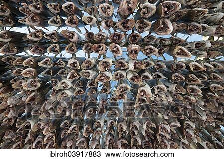 Stock Image - "Stockfish hanging out to dry on wooden frame, Lofoten, Norway, Europe". Fotosearch