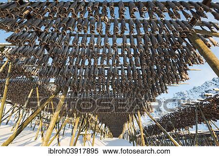 "Stockfish hanging out to dry on wooden frame, Lofoten, Norway, Europe" View Large Photo Image Stock Photography - "Stockfish hanging out to dry on wooden frame, Lofoten, Norway, Europe". Fotosearch