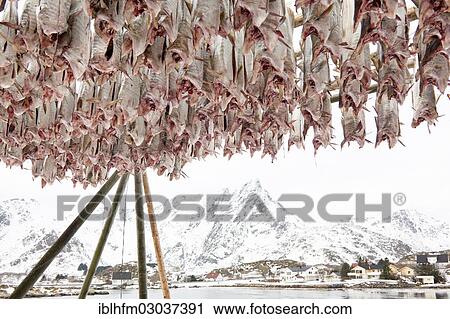 Stock Image - "Stockfish in a northern winter landscape, Vestvagoy, Lofoten, Nordland, Northern Norway, Norway, Europe". Fotosearch