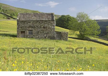 "Stone barn in wildflower meadow, Muker, Swaledale, Yorkshire Dales National Park, North Yorkshire, England, United Kingdom, Europe" View Large Photo Image Stock Image - "Stone barn in wildflower meadow, Muker, Swaledale, Yorkshire Dales National Park, North Yorkshire, England, United Kingdom, Europe". Fotosearch