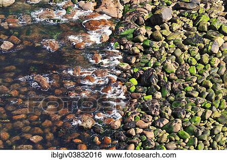 "Stone beach at Stoer Head, Sutherland, Highlands, Scotland, United Kingdom, Europe" View Large Photo Image Stock Photograph - "Stone beach at Stoer Head, Sutherland, Highlands, Scotland, United Kingdom, Europe". Fotosearch