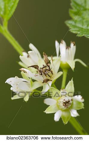"Stone Bramble (Rubus saxatilis), Kramsach, Tyrol, Austria, Europe" View Large Photo Image Stock Photograph - "Stone Bramble (Rubus saxatilis), Kramsach, Tyrol, Austria, Europe". Fotosearch