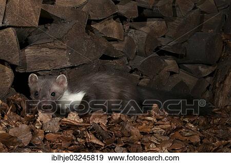 Stock Photo - "Stone marten, Beech Marten or White-breasted Marten (Martes foina), Eifel, Wittlich, Rhineland-Palatinate, Germany, Europe". Fotosearch