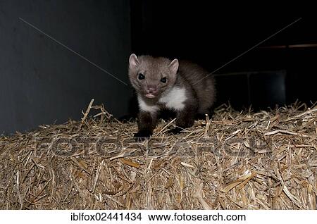 "Stone marten, beech marten or white breasted marten (Martes foina) on a straw bale at night, Tyrol, Austria, Europe" View Large Photo Image Picture - "Stone marten, beech marten or white breasted marten (Martes foina) on a straw bale at night, Tyrol, Austria, Europe". Fotosearch