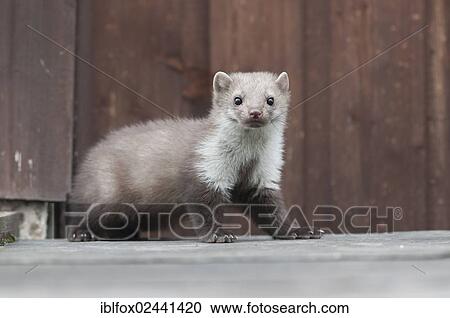 "Stone marten, beech marten or white breasted marten (Martes foina) on a rooftop, Tyrol, Austria, Europe" View Large Photo Image Stock Image - "Stone marten, beech marten or white breasted marten (Martes foina) on a rooftop, Tyrol, Austria, Europe". Fotosearch