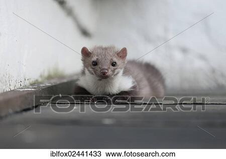 "Stone marten, beech marten or white breasted marten (Martes foina) securing the environment before leaving its hiding place, Tyrol, Austria, Europe" View Large Photo Image Stock Image - "Stone marten, beech marten or white breasted marten (Martes foina) securing the environment before leaving its hiding place, Tyrol, Austria, Europe". Fotosearch