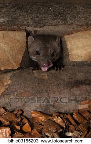 Stock Image - "Stone Marten, Beech Marten or White Breasted Marten (Martes foina), Bitburg, Rhineland-Palatinate, Germany, Europe". Fotosearch